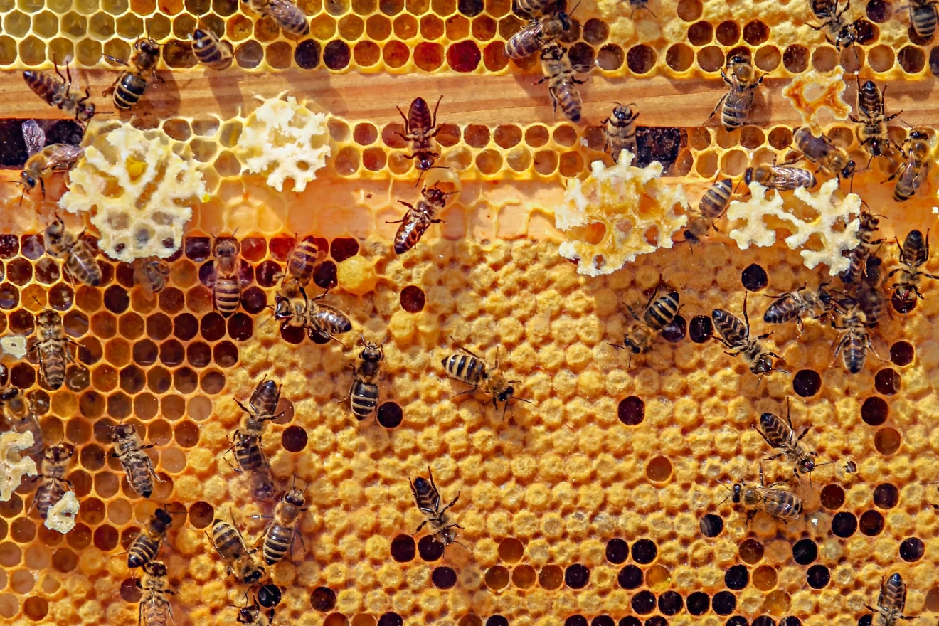 Titelfoto Fachmagazin benevol Nachrichten zum Thema Partizipation und Wertschätzung. Das Bild zeigt eine Bienenwabe mit vielen fleissigen Bienen.